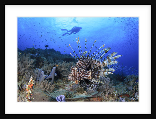lion fish and scuba diver by Anonymous