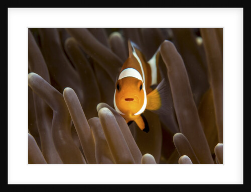 clown fish portrait in anemone by Anonymous