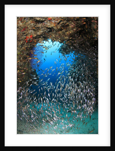 underwater cave and glassfish by Anonymous