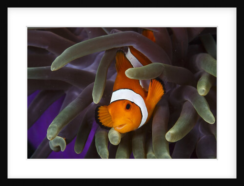 clown fish and blue anemonie by Anonymous