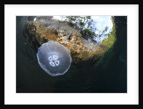 jellyfish below the surface by Anonymous