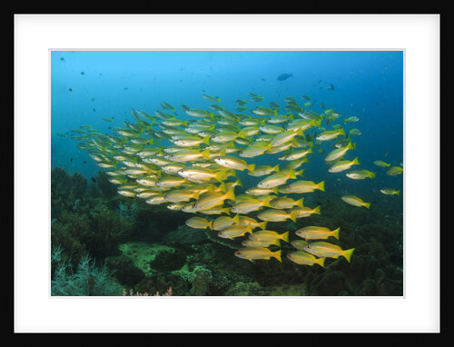 big school of yellow snappers by Anonymous