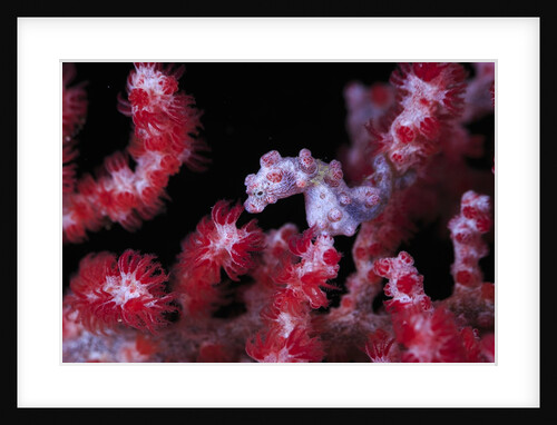 pigmee seahorse by Anonymous