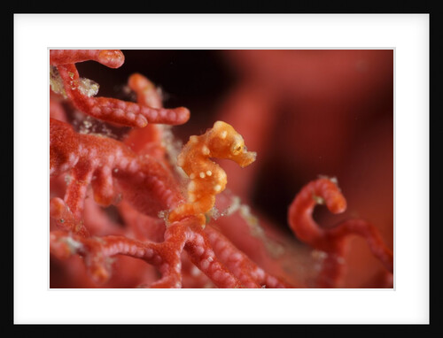 raja ampat pigmee seahorse by Anonymous