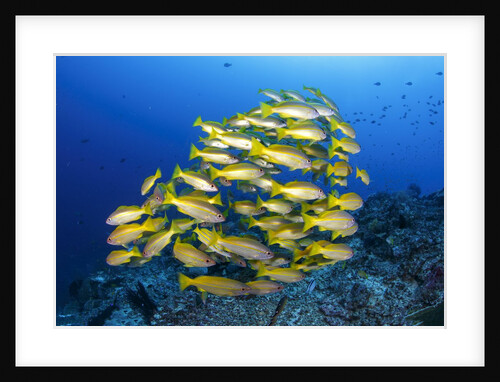 school of yellow snappers by Anonymous