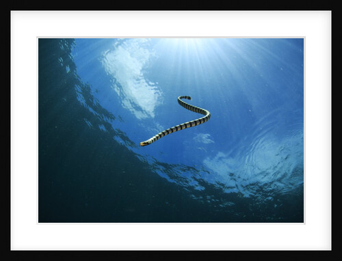 sea snake diving down by Anonymous