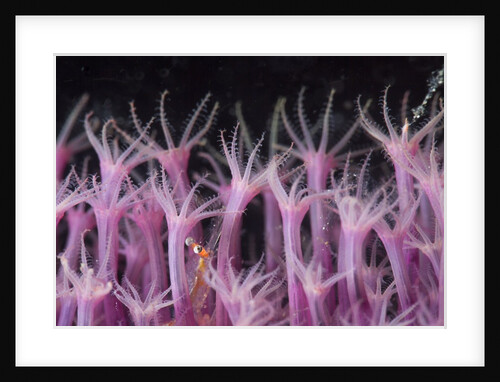 soft coral polyp and a shrimp by Anonymous