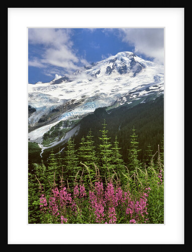 Fireweed flowers below Mt. Baker by Anonymous