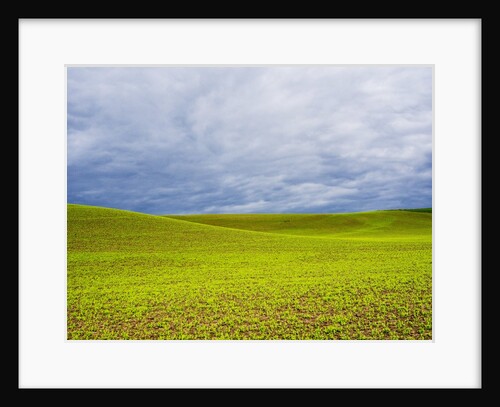 Spring Field of Peas With Storm Coming by Anonymous