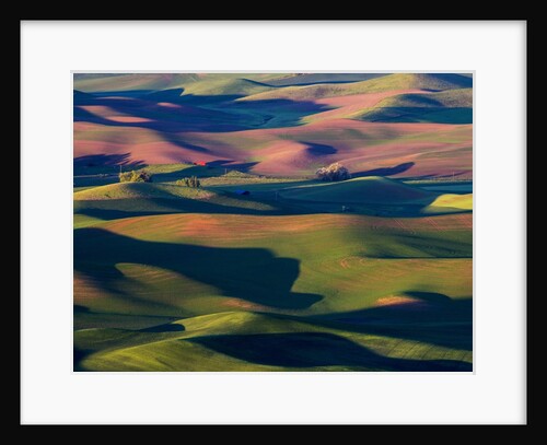 Rolling Green Hills of Spring Wheat by Anonymous