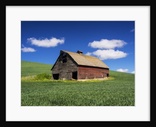 Old Red Barn in a Field of Spring Wheat by Anonymous