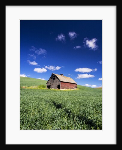 Old Red Barn in a Field of Spring Wheat by Anonymous