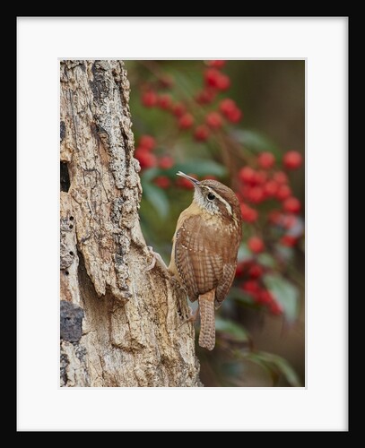 Carolina Wren by Anonymous