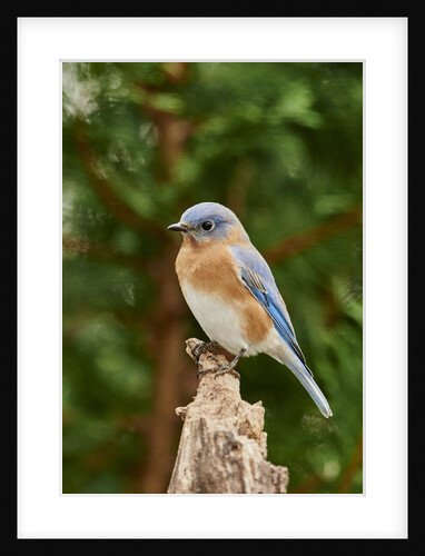 Eastern Bluebird by Anonymous