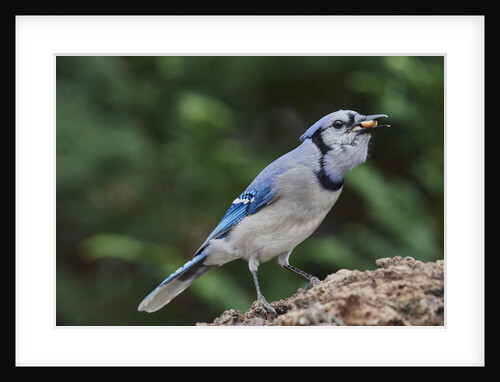 Blue Jay by Anonymous
