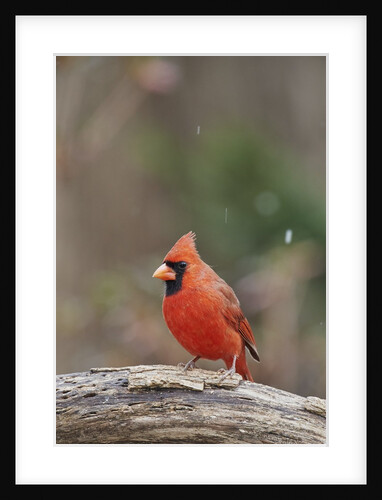 Nothern Cardinal by Anonymous