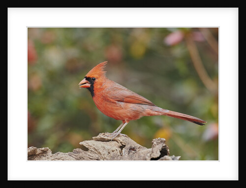 Nothern Cardinal by Anonymous
