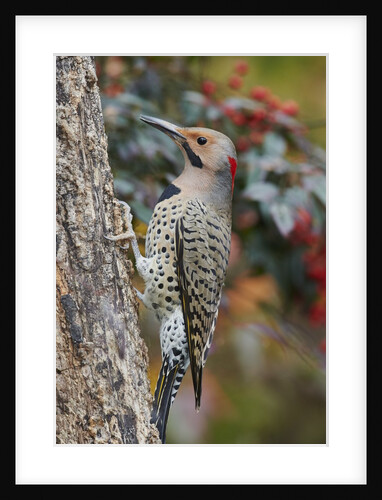 Northern Flicker by Anonymous