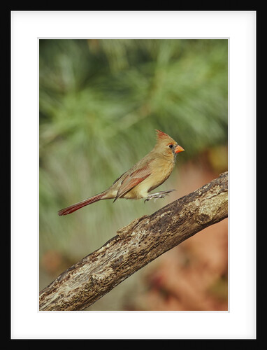 Northern Cardinal by Anonymous