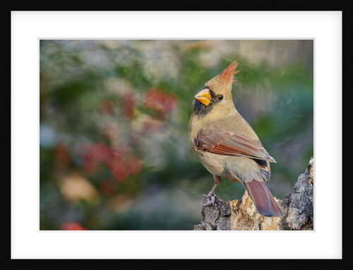 Northern Cardinal by Anonymous
