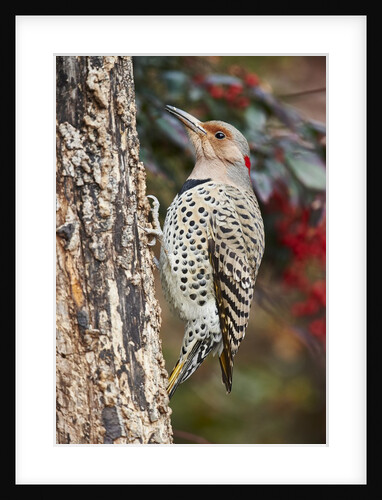 Flicker by Anonymous