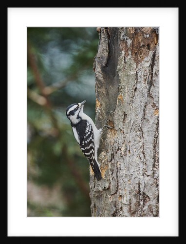 Downy Woodpecker by Anonymous