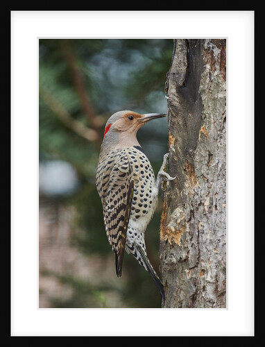 Flicker by Anonymous