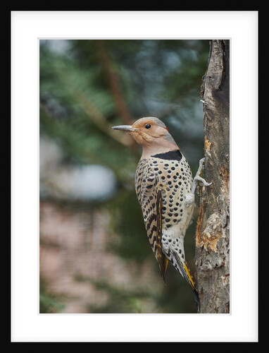 Flicker by Anonymous