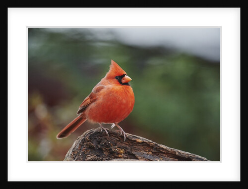 Nothern Cardinal by Anonymous