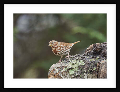 Fox Sparrow by Anonymous