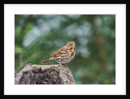 Fox Sparrow by Anonymous