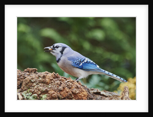 Blue Jay by Anonymous