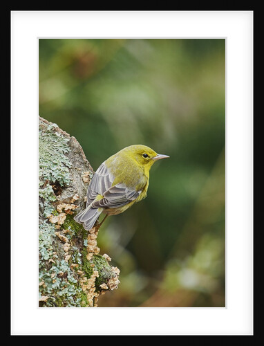 Pine Warbler by Anonymous