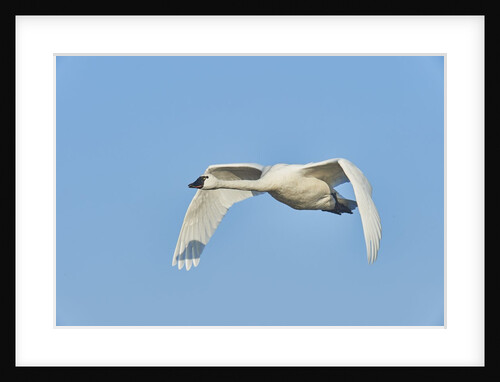 Tundra Swan by Anonymous