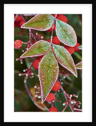 Frost; leaves by Anonymous