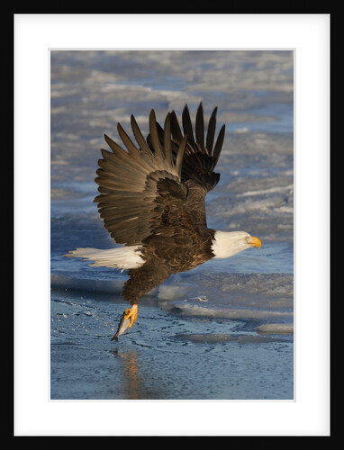 Bald Eagle catchs a fish in it's talons by Anonymous