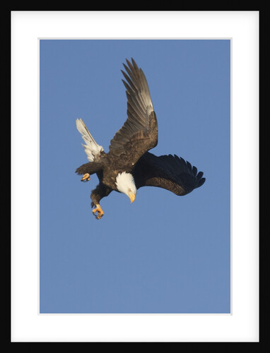 Bald Eagle dives with talons out by Anonymous