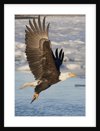 Bald Eagle with fish in it's talons by Anonymous