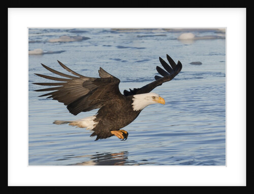 Bald Eagle fishing by Anonymous