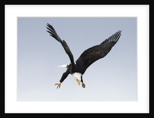 Bald Eagle dives with talons out by Anonymous