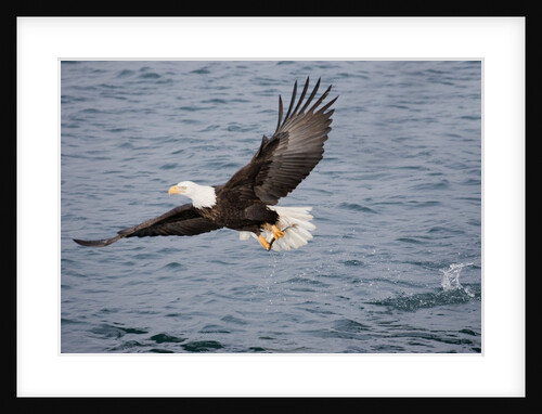 Bald Eagle catchs a fish in it's talons by Anonymous