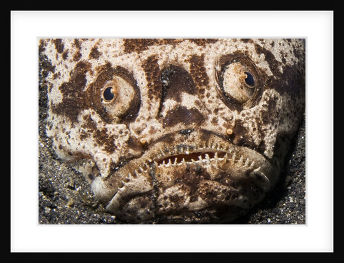 Whitemargin Stargazer buried in sand in ambush by Anonymous
