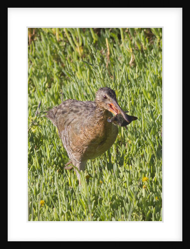 Clapper Rail with crab in it's bill by Anonymous