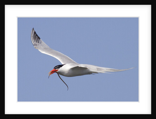 Elegant Tern flies with pipefish in it's bill by Anonymous