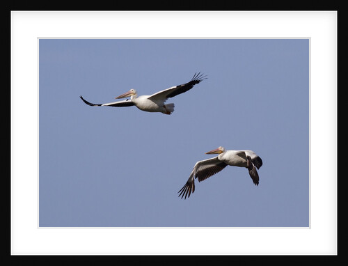 Pair of American White Pelicans in flight by Anonymous