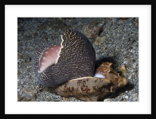 Bat Volute eatoing a Cowrie by Anonymous