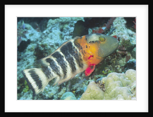 Redbreasted Wrasse by Anonymous
