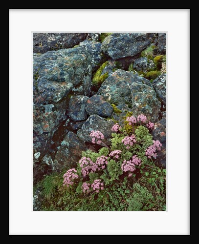 Pink lomatium flowers and lichen covered rocks by Anonymous