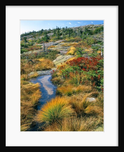 Autumn colors on Cadillac Mountain by Anonymous