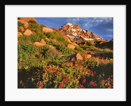 Pink monkeyflowers below Mt. Hood by Anonymous